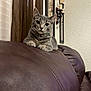 Lexi joined the competition — help win amazing prizes! cat, gray_cat, tabby, indoor, leather_couch, furniture, curtains, wall_sconce, pet, animal, sitting, looking, eyes, whiskers, ears, paws, cozy, home, relaxed, feline