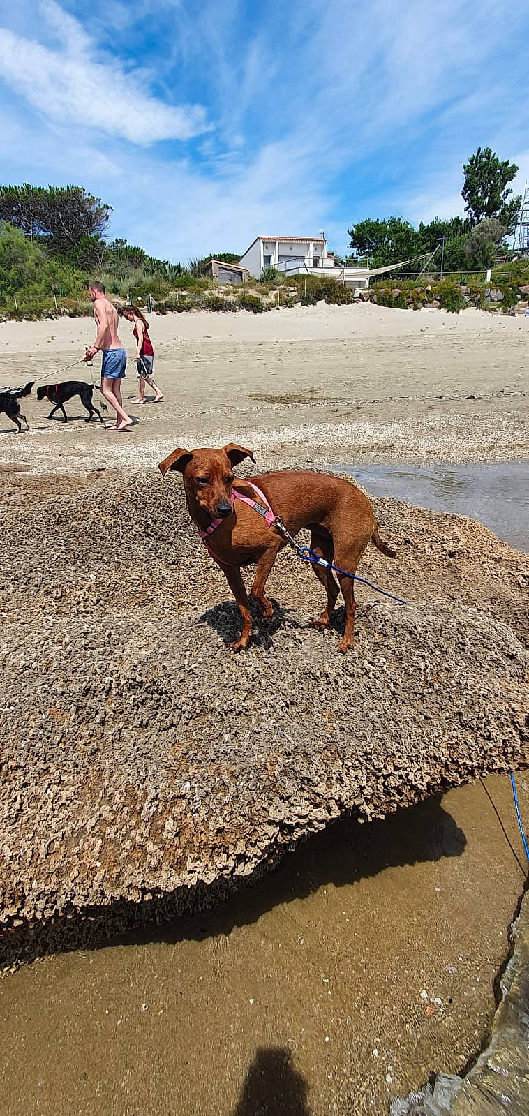 Nayka a rejoint le concours — aidez-le/la à gagner de superbes lots ! beach, canidae, carnivore, coast, dog, dog_breed, dog_walking, fawn, leash, potcake_dog, rhodesian_ridgeback, sand, sea, sporting_group, vacation, vizsla