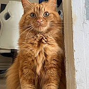 Chester participe au concours pour gagner de l'argent avec cette photo : abyssinian, angora, animal, cat, computerhardware, cookware, electronics, hardware, hardwood, head, indoors, interiordesign, kitten, manx, person, pet, plywood, pot, shelf, wood
