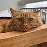 Chester participe au concours pour gagner de l'argent avec cette photo : abyssinian, animal, architecture, balcony, building, cat, crib, drawer, furniture, handrail, hardwood, indoors, interiordesign, kitten, manx, pet, plywood, shelf, stainedwood, wood