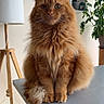 Chester participe au concours pour gagner de l'argent avec cette photo : animal, architecture, cat, chair, furniture, hardwood, indoors, interiordesign, lamp, lampshade, manx, pet, plant, plywood, pottedplant, shelf, table, tablelamp, tripod, wood