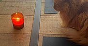 Chester a rejoint le concours — aidez-le/la à gagner de superbes lots ! animal, candle, canine, cat, coffeetable, computer, diningtable, fire, furniture, hardwood, indoors, interiordesign, lamp, light, lighting, pet, plywood, table, tabletop, wood