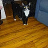 animal, black_and_white, cat, couch, cozy, curious, domestic, ears, flash, flooring, furniture, glowing_eyes, home, indoor, living_room, pet, standing, tail, whiskers, wooden_floor