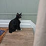 Moon is registered to the contest to win money with this photo: cat, black_and_white, indoor, wooden_floor, corner, green_wall, doormat, pet, animal, feline, sitting, curious, whiskers, flooring, paneling, domestic, alone, quiet, alert, side_view