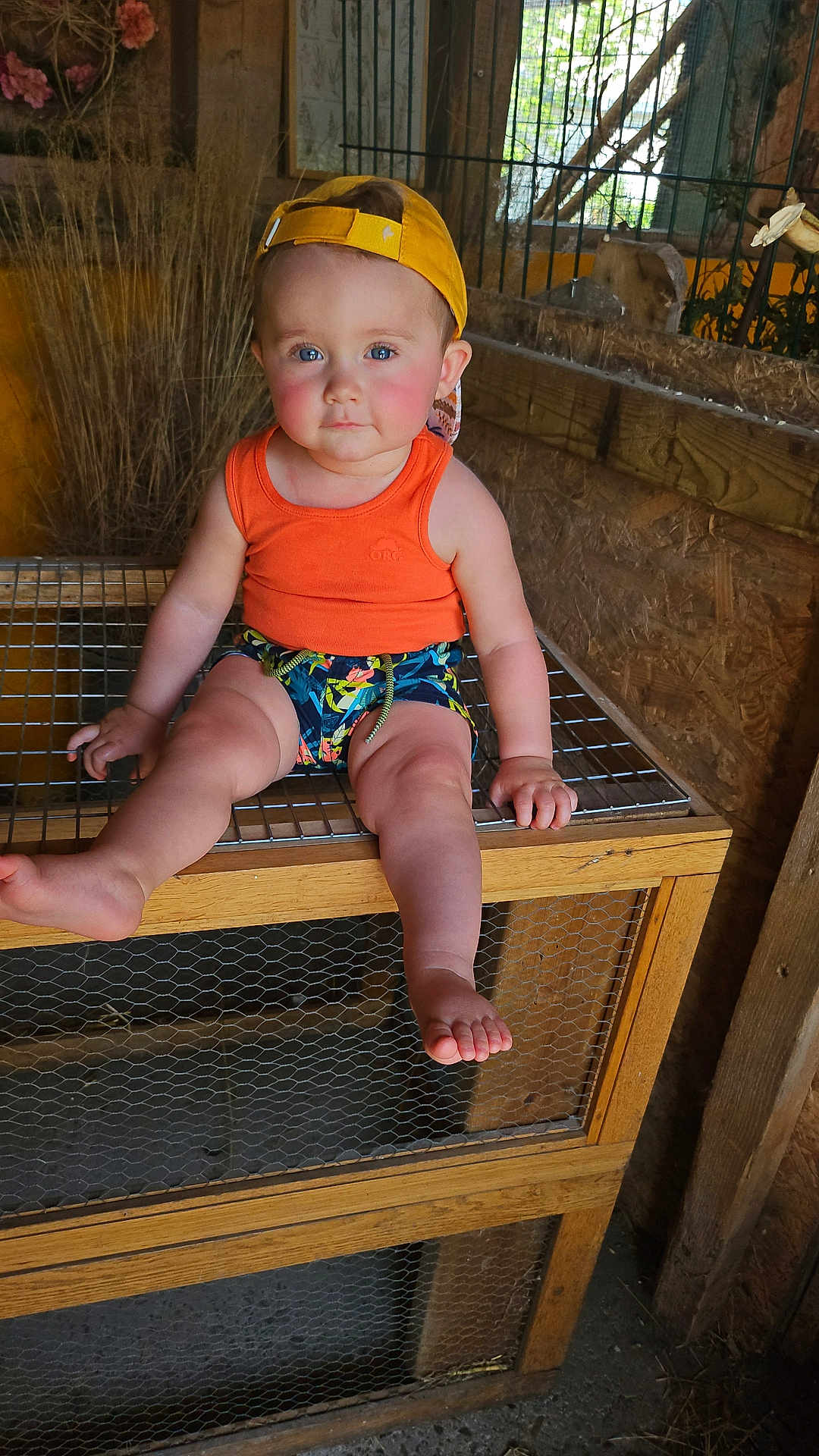 Swan participe au concours pour gagner de l'argent avec cette photo : toddler, child, person, cap, yellow_cap, orange_tank_top, shorts, barefoot, wooden_cage, wire_mesh, rustic, barn, indoor, furniture, plant, face, blue_eyes, sitting, legs, hand