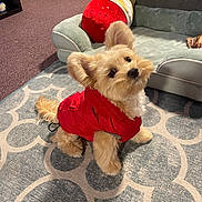 Benny is registered to the contest to win money with this photo: dog, puppy, red_jacket, fluffy, pet_bed, rug, carpet, living_room, indoor, furniture, cute, small_dog, canine, animal, domestic, ears, tail, toy, home, pet