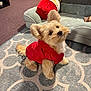 dog, puppy, red_jacket, fluffy, pet_bed, rug, carpet, living_room, indoor, furniture, cute, small_dog, canine, animal, domestic, ears, tail, toy, home, pet