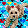 Benny is registered to the contest to win money with this photo: dog, puppy, fluffy, leash, blue_blanket, mickey_mouse_pattern, ears, outdoor, grass, cute, pet, animal, lying_down, collar, front_paws, fur, face, eyes, expression, colorful