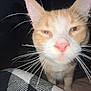 Pumkin joined the competition — help win amazing prizes! cat, orange_cat, white_cat, whiskers, pink_nose, close_up, pet, domestic_animal, indoor, blanket, black_and_white, curious, feline, animal_face, portrait, fur, eyes, ears, night, dim_light