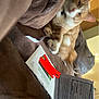 Pumkin joined the competition — help win amazing prizes! cat, orange_cat, white_cat, pet, feline, couch, brown_couch, indoor, relaxed, lounging, paws, fur, ears, paper, document, door, home, cozy, domestic, animal