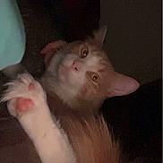 Pumkin joined the competition — help win amazing prizes! cat, orange_cat, white_paws, fluffy, pet, animal, close_up, indoor, curious, paw_pads, feline, whiskers, relaxed, cute, domestic_cat, sleepy, soft_fur, cute_pet, resting, dim_lighting