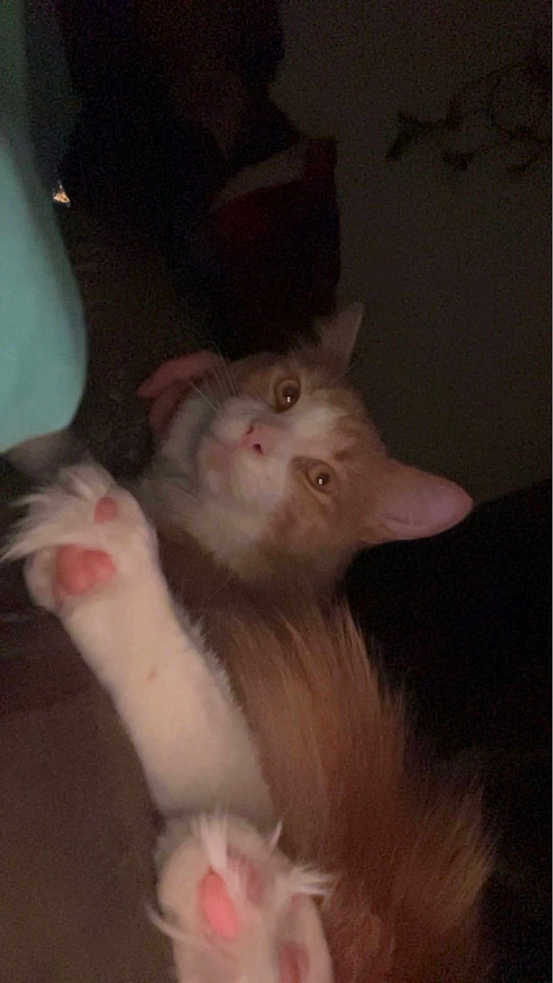 Pumkin joined the competition — help win amazing prizes! cat, orange_cat, white_paws, fluffy, pet, animal, close_up, indoor, curious, paw_pads, feline, whiskers, relaxed, cute, domestic_cat, sleepy, soft_fur, cute_pet, resting, dim_lighting