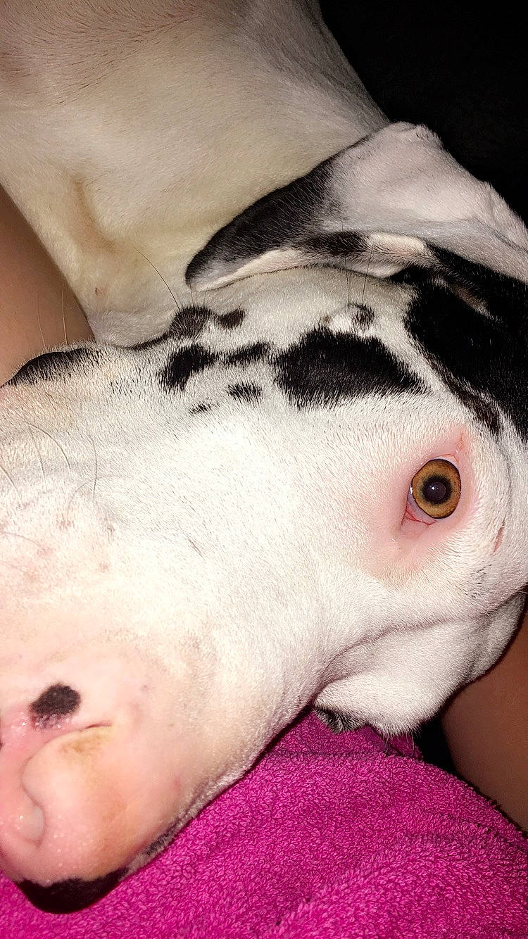 Marshall is registered to the contest to win money with this photo: canidae, carnivore, comfort, companion_dog, dog, dog_breed, ear, eye, eyelash, fawn, flesh, fur, jaw, neck, nose, snout, sporting_group, terrestrial_animal, whiskers, working_animal