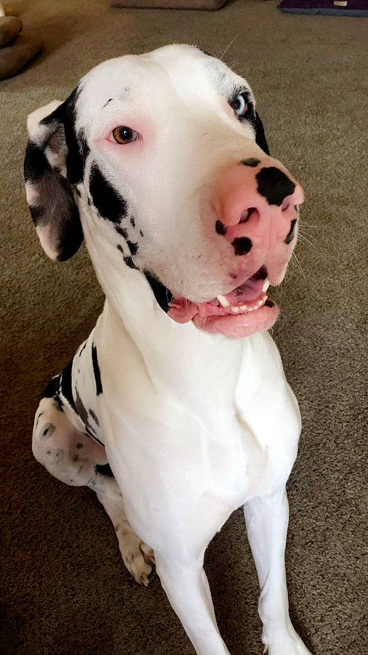 Marshall joined the competition — help win amazing prizes! ancient_dog_breeds, canidae, carnivore, collar, companion_dog, dog, dog_breed, dog_collar, dog_supply, fawn, fur, great_dane, leash, non_sporting_group, pet_supply, snout, sporting_group, whiskers, working_animal, working_dog