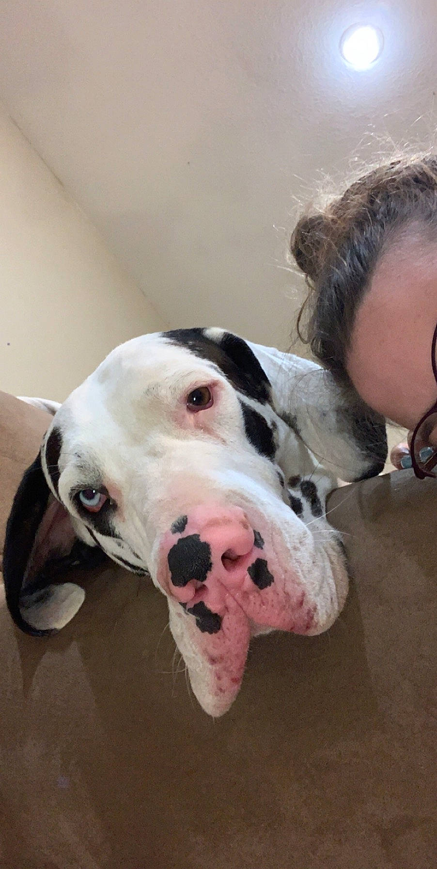 Marshall joined the competition — help win amazing prizes! canidae, carnivore, collar, companion_dog, dog, dog_breed, dog_collar, dog_supply, ear, fawn, fur, guard_dog, jaw, non_sporting_group, pet_supply, snout, sporting_group, whiskers, working_animal, working_dog