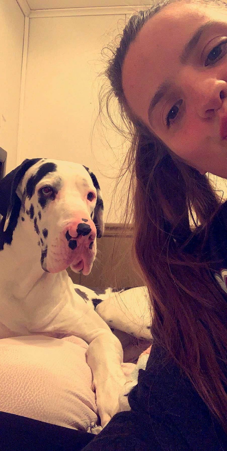 Marshall joined the competition — help win amazing prizes! carnivore, companion_dog, cool, dog, dog_breed, eye, eyelash, face, facial_expression, fashion, fawn, friendship, fun, happy, head, lip, nose, organ, smile, working_animal