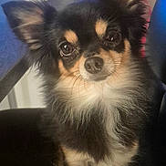 Nala a rejoint le concours — aidez-le/la à gagner de superbes lots ! dog, chihuahua, pet, portrait, close_up, long_hair, small_dog, black_fur, tan_markings, ears, eyes, whiskers, fur, cute, indoor, chair, table, remote_control, looking_up, adorable