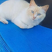 Blue participe au concours pour gagner de l'argent avec cette photo : cat, feline, blue_eyes, white_fur, cream_fur, trampoline, blue_mat, pet, whiskers, ears, paw, relaxed, portrait, close_up, outdoor, fluffy, cute, animal, looking_at_camera, soft_fur