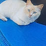 cat, feline, blue_eyes, white_fur, cream_fur, trampoline, blue_mat, pet, whiskers, ears, paw, relaxed, portrait, close_up, outdoor, fluffy, cute, animal, looking_at_camera, soft_fur