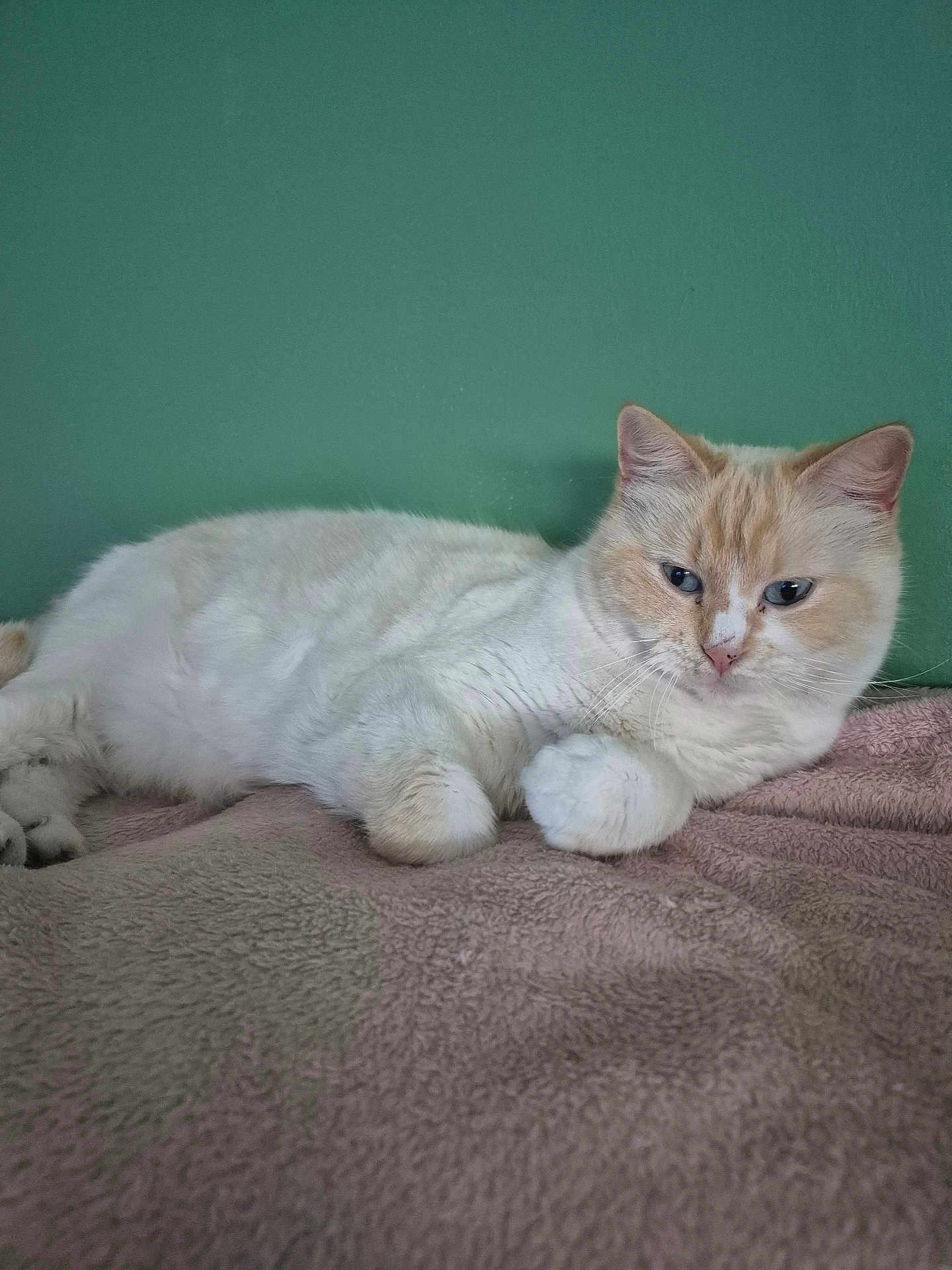 Blue participe au concours pour gagner de l'argent avec cette photo : cat, feline, pet, white_cat, cream_fur, blue_eyes, whiskers, paws, fur, indoor, blanket, wall, resting, loaf, adorable, portrait, closeup, cozy, relaxed, ears