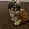 puppy, dog, small_dog, fluffy, brown_fur, white_fur, black_fur, pet, indoor, wooden_floor, curious, cute, sitting, tongue_out, flooring, animal, companion, domestic_dog, adorable, young_dog