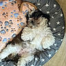 puppy, dog, bed, star_pattern, blanket, floor, wooden_floor, resting, cute, fluffy, pet, animal, indoor, cozy, sleeping, white, brown, black, fur, relaxed