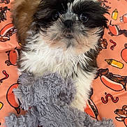 Bianca a rejoint le concours — aidez-le/la à gagner de superbes lots ! puppy, dog, stuffed_toy, blanket, pattern, hot_dog, condiment, toy, soccer_ball, floor, fur, pet, cute, indoor, small_dog, animal, playful, cozy, brown, white