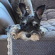 Rocky is registered to the contest to win money with this photo: dog, schnauzer, pet, couch, blanket, pillow, ear, nose, whiskers, fur, indoor, resting, sleepy, looking_at_camera, portrait, close_up, home, upholstery, cushion, cozy