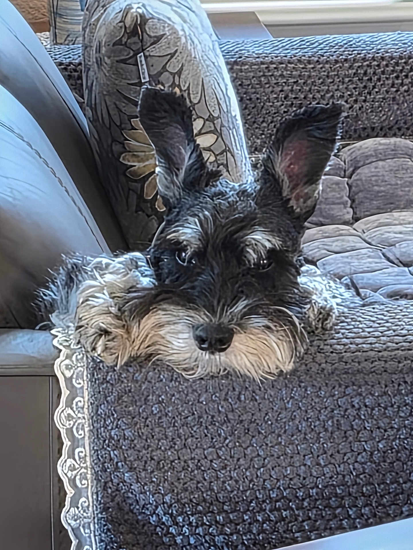 Rocky is registered to the contest to win money with this photo: dog, schnauzer, pet, couch, blanket, pillow, ear, nose, whiskers, fur, indoor, resting, sleepy, looking_at_camera, portrait, close_up, home, upholstery, cushion, cozy