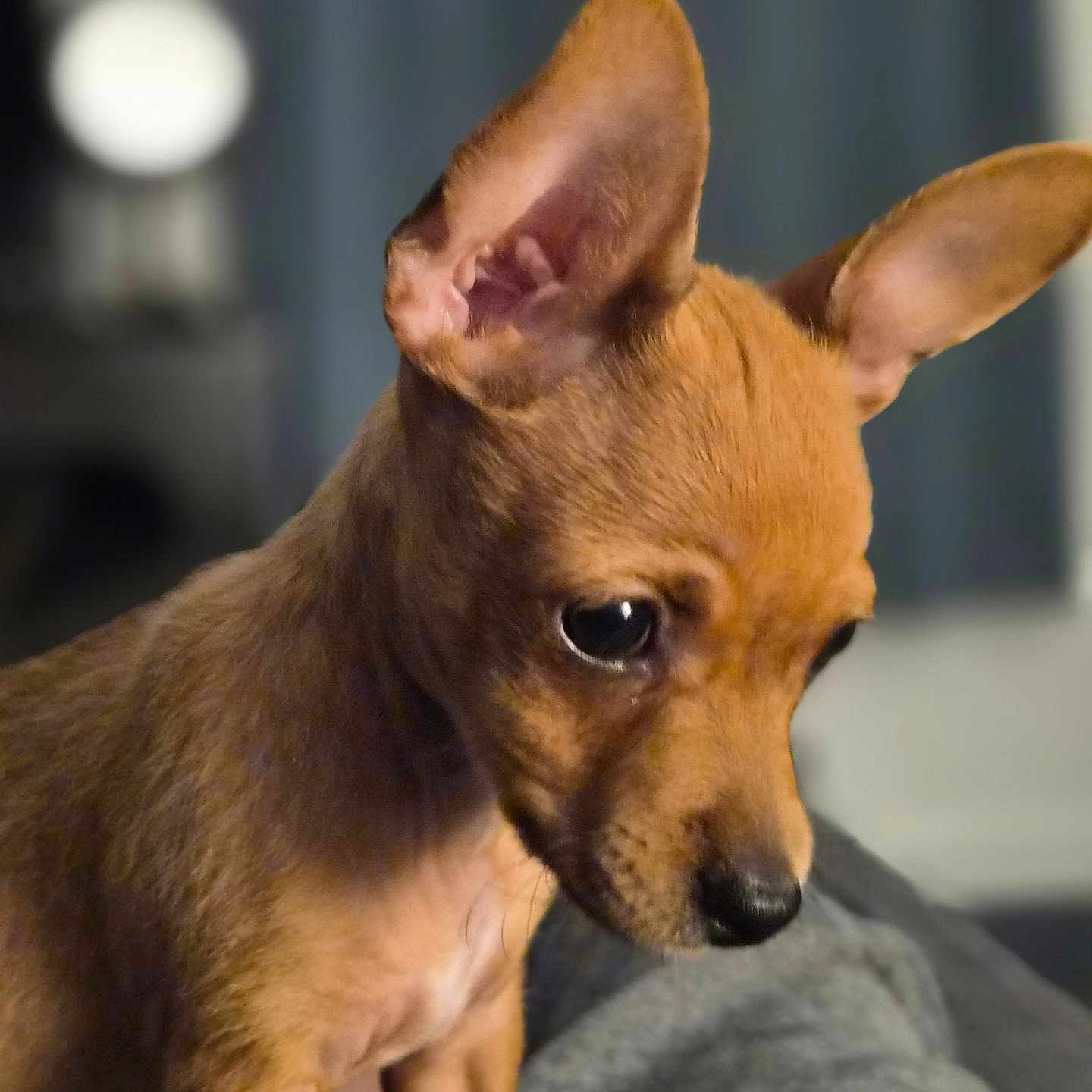 Sissy joined the competition — help win amazing prizes! dog, puppy, brown_fur, large_ears, pointed_ears, dark_eyes, black_nose, side_eye, sitting, small_dog, short_hair, pet, animal, portrait, close_up, indoor, blurred_background, gray_surface, lamp, cute