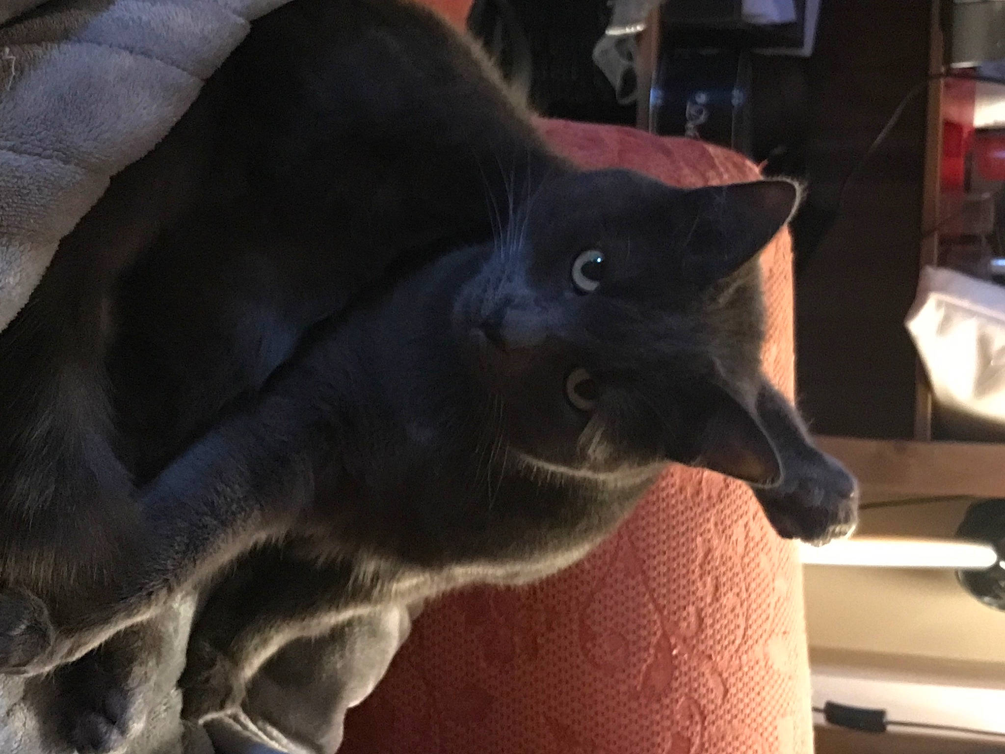 Drogo joined the competition — help win amazing prizes! black_cat, bombay, canidae, carnivore, cat, comfort, dog_breed, domestic_short_haired_cat, fang, felidae, fur, grey, plant, russian_blue, small_to_medium_sized_cats, snout, sporting_group, tail, terrestrial_animal, whiskers