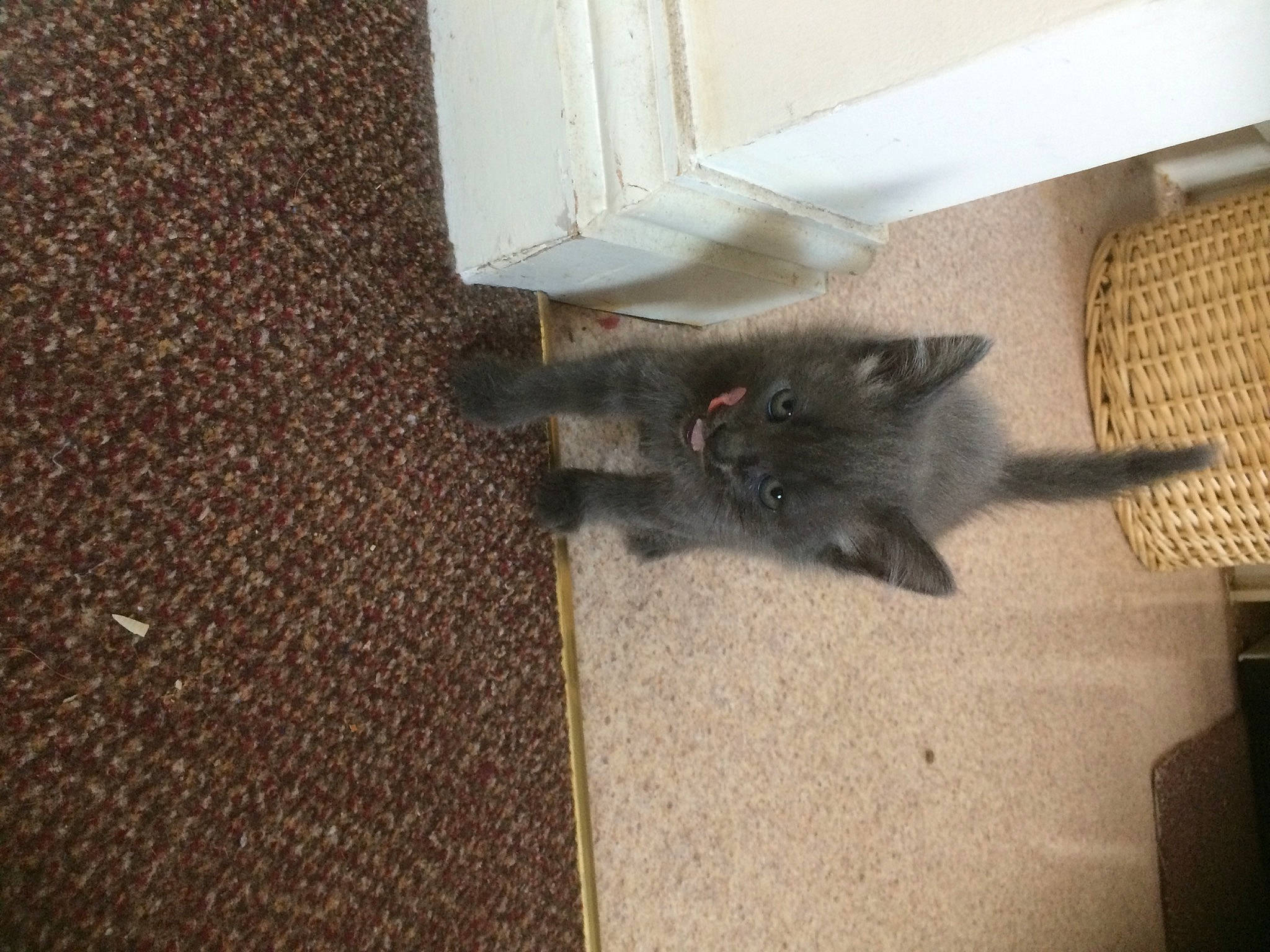 Drogo is registered to the contest to win money with this photo: black_cat, carnivore, carpet, cat, claw, domestic_short_haired_cat, felidae, floor, flooring, fur, grey, hardwood, paw, room, small_to_medium_sized_cats, tail, tile, whiskers, wood