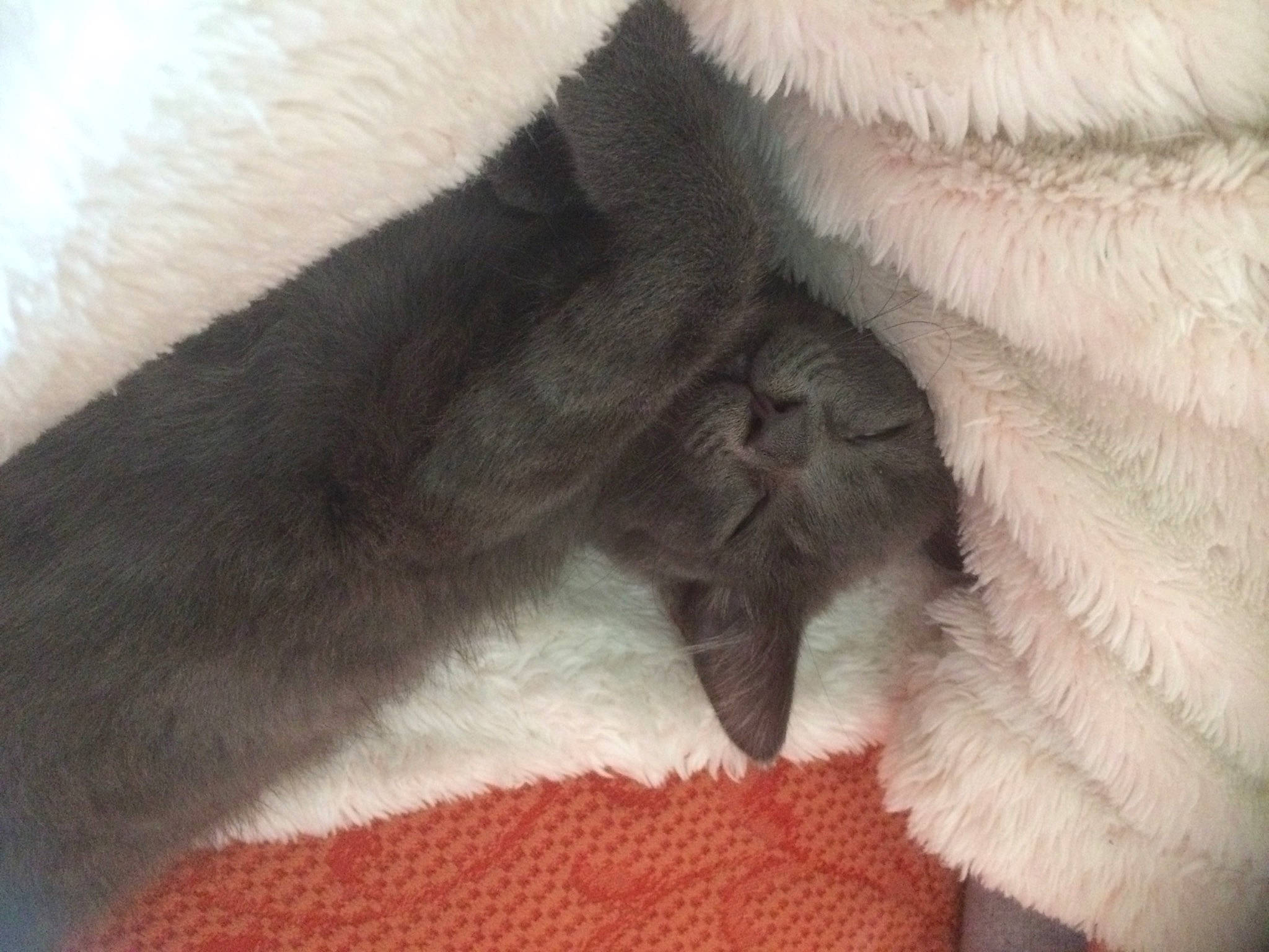 Drogo is registered to the contest to win money with this photo: carnivore, cat, cat_bed, claw, comfort, dog_breed, domestic_short_haired_cat, fawn, felidae, fur, nap, paw, sleep, small_to_medium_sized_cats, snout, tail, terrestrial_animal, textile, whiskers