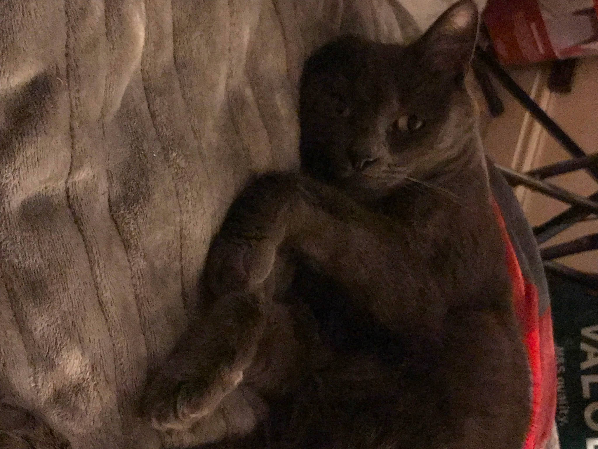 Drogo is registered to the contest to win money with this photo: black_cat, carnivore, cat, comfort, domestic_short_haired_cat, felidae, fur, grey, paw, russian_blue, small_to_medium_sized_cats, snout, tail, terrestrial_animal, visual_arts, whiskers, wood