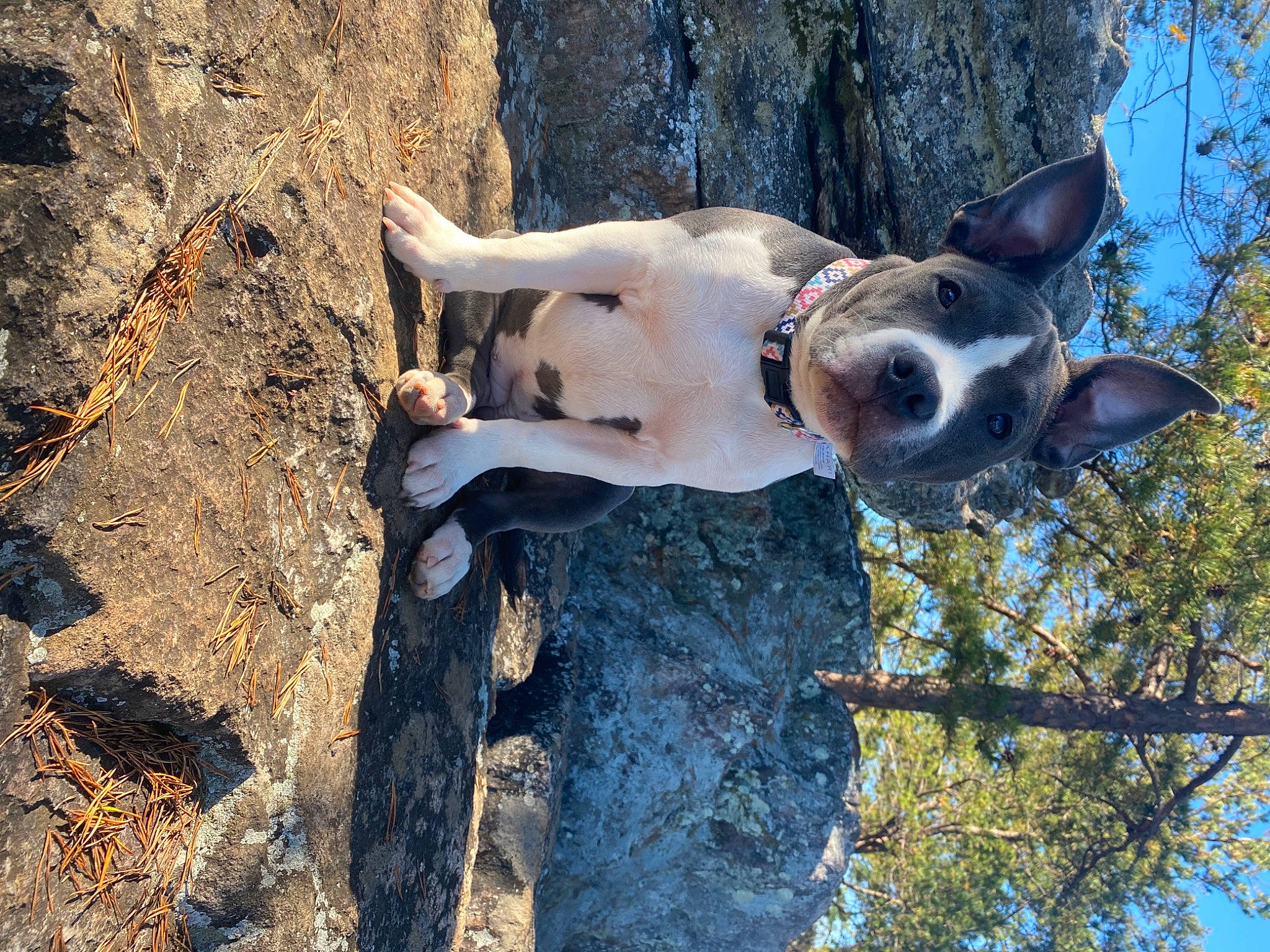 Alfeeda joined the competition — help win amazing prizes! branch, canidae, carnivore, collar, companion_dog, dog, dog_breed, dog_collar, fawn, organism, snout, sporting_group, tail, terrier, trunk, twig, working_animal, working_dog