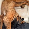 Athéna participe au concours pour gagner de l'argent avec cette photo : dog, sleeping, floor, tile, brown_fur, black_muzzle, pet_bed, cozy, indoors, resting, relaxed, canine, animal, paw, fur, snout, companion, cute, calm, domestic