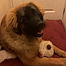 dog, puppy, fluffy, brown, black_face, stuffed_toy, cushion, indoor, pet, happy, lying_down, looking_up, cute, playful, door, animal, fur, companion, domestic, friendly