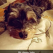 Ruby joined the competition — help win amazing prizes! dog, sleeping, bed, blanket, fur, cozy, indoors, resting, pet, cute, animal, warm_lighting, closeup, snout, relaxation, comfort, home, brown, black, small_dog