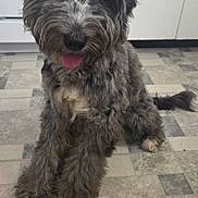 Kaly is registered to the contest to win money with this photo: animal, canine, companion, curly_fur, cute, dog, domestic, floor, friendly, fur, gray, happy, indoor, kitchen, mammal, pet, portrait, sitting, tile, tongue_out