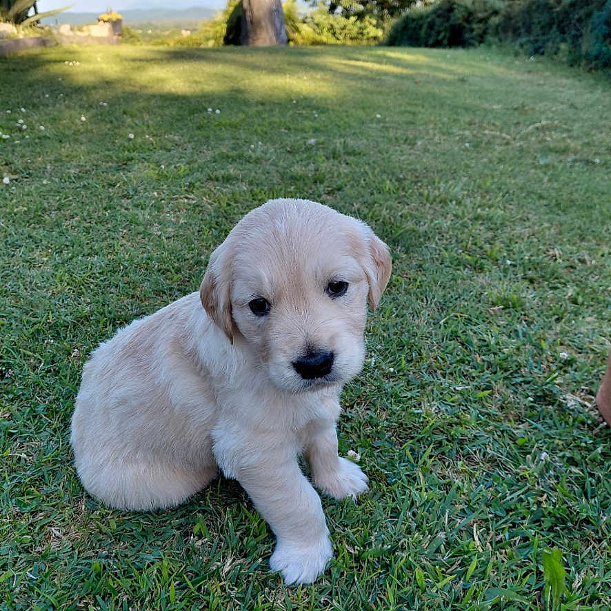 Torouk a rejoint le concours — aidez-le/la à gagner de superbes lots ! puppy, dog, golden_retriever, grass, outdoor, nature, greenery, young_animal, cute, pet, animal, sitting, daylight, tree, sky, field, fur, small, adorable, canine
