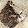Daisy is registered to the contest to win money with this photo: animal_portrait, blanket, calico_cat, cat, closeup, cozy, curled_up, ears, feline, fur, indoors, paws, pet, pink_paw_pads, plush, relaxed, resting, sleeping, tricolor, whiskers