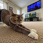 Daisy is registered to the contest to win money with this photo: animal, aquarium, carpet, cat, cozy, ears, feline, fish_tank, furniture, gray_cat, home, indoor, living_room, lying_down, pet, photography, stretching, television, whiskers, white_paws