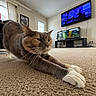 animal, aquarium, carpet, cat, cozy, ears, feline, fish_tank, furniture, gray_cat, home, indoor, living_room, lying_down, pet, photography, stretching, television, whiskers, white_paws