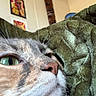 Daisy joined the competition — help win amazing prizes! animal, blanket, cat, close_up, cozy, eye, feline, fur, gray_fur, green_eyes, home_decor, indoors, nose, pet, pink_nose, portrait, tabby, wall_art, whiskers, white_fur