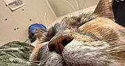 Daisy joined the competition — help win amazing prizes! animal, bedroom, blanket, brown, cat, close_up, cozy, cute, feline, fur, gray, indoor, macro, muzzle, nose, pet, portrait, relaxed, sleeping, whiskers