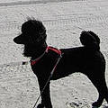 Sammy C.