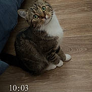 Athena a rejoint le concours — aidez-le/la à gagner de superbes lots ! cat, tabby_cat, white_paws, green_eyes, sitting, indoors, wooden_floor, bed, bedroom, pet, animal, furry, whiskers, ears, looking_up, portrait, vertical_photo, homes, flooring, timestamp