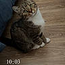 cat, tabby_cat, white_paws, green_eyes, sitting, indoors, wooden_floor, bed, bedroom, pet, animal, furry, whiskers, ears, looking_up, portrait, vertical_photo, homes, flooring, timestamp