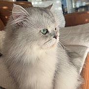 Una participe au concours pour gagner de l'argent avec cette photo : cat, fluffy, long_hair, silver_fur, white_fur, green_eyes, pet, animal, portrait, indoor, couch, sofa, blanket, living_room, sunlight, whiskers, ears, sitting, close_up, domestic_cat