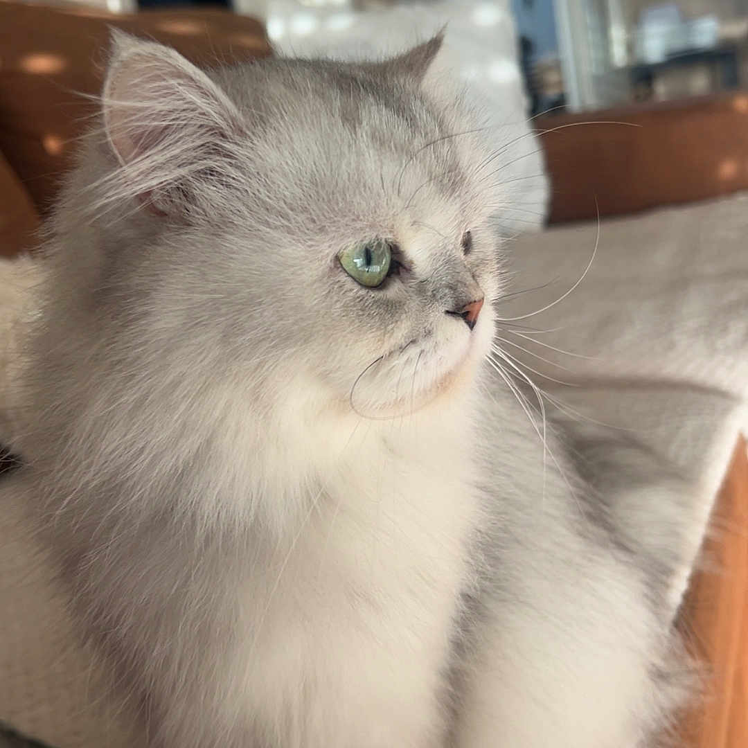 Una participe au concours pour gagner de l'argent avec cette photo : cat, fluffy, long_hair, silver_fur, white_fur, green_eyes, pet, animal, portrait, indoor, couch, sofa, blanket, living_room, sunlight, whiskers, ears, sitting, close_up, domestic_cat